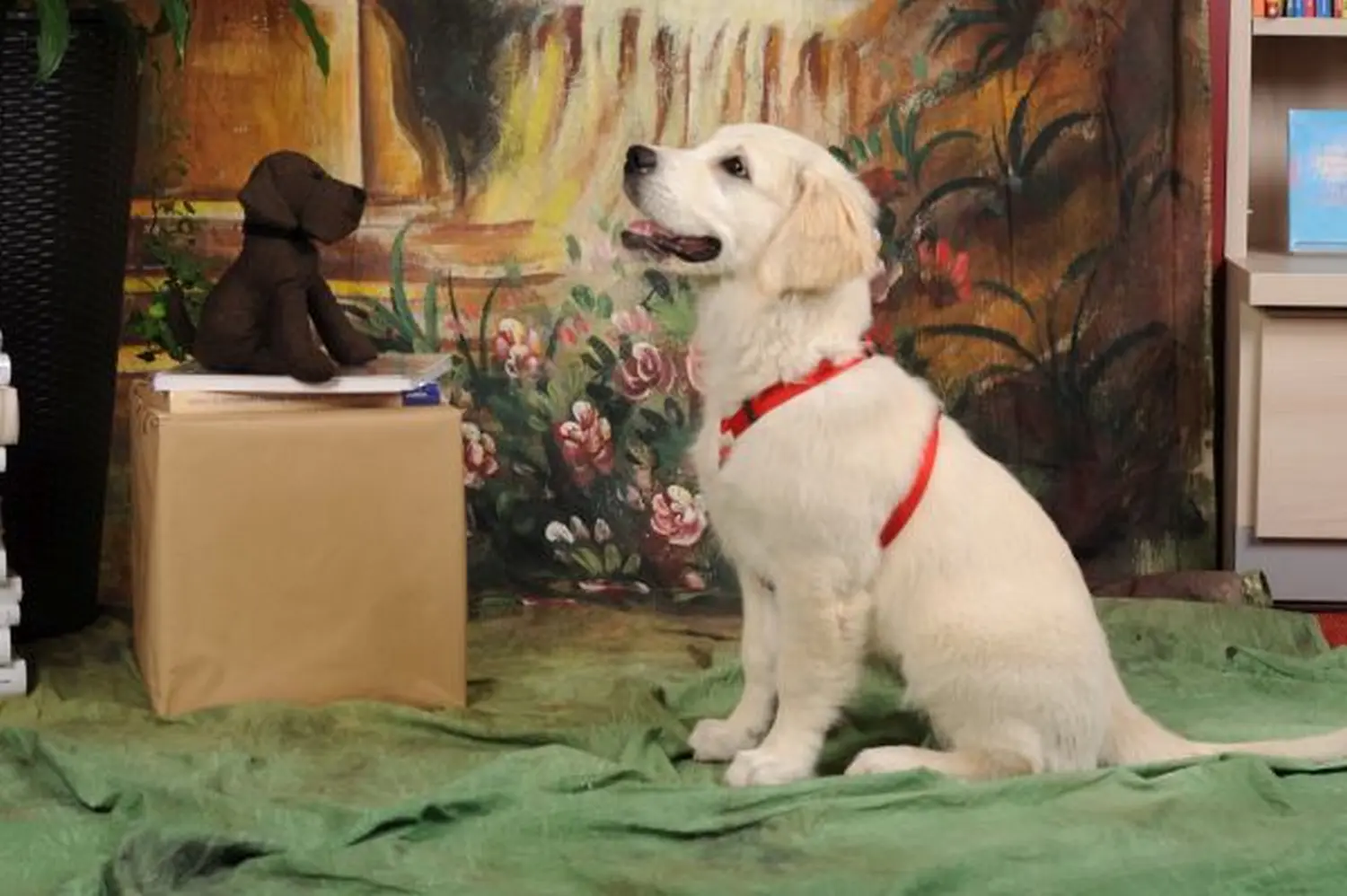 Tiere-Fotoshooting von Foto Arian