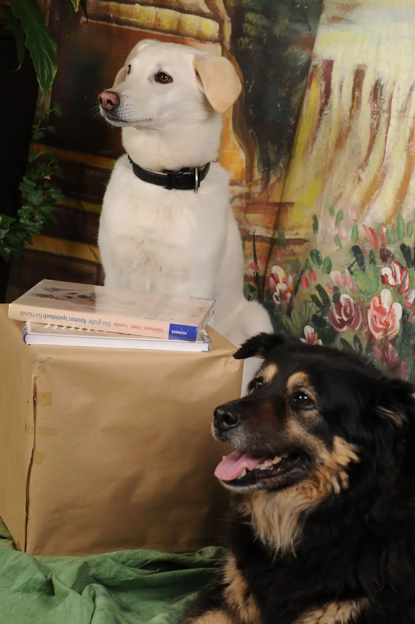 Tiere-Fotoshooting von Foto Arian