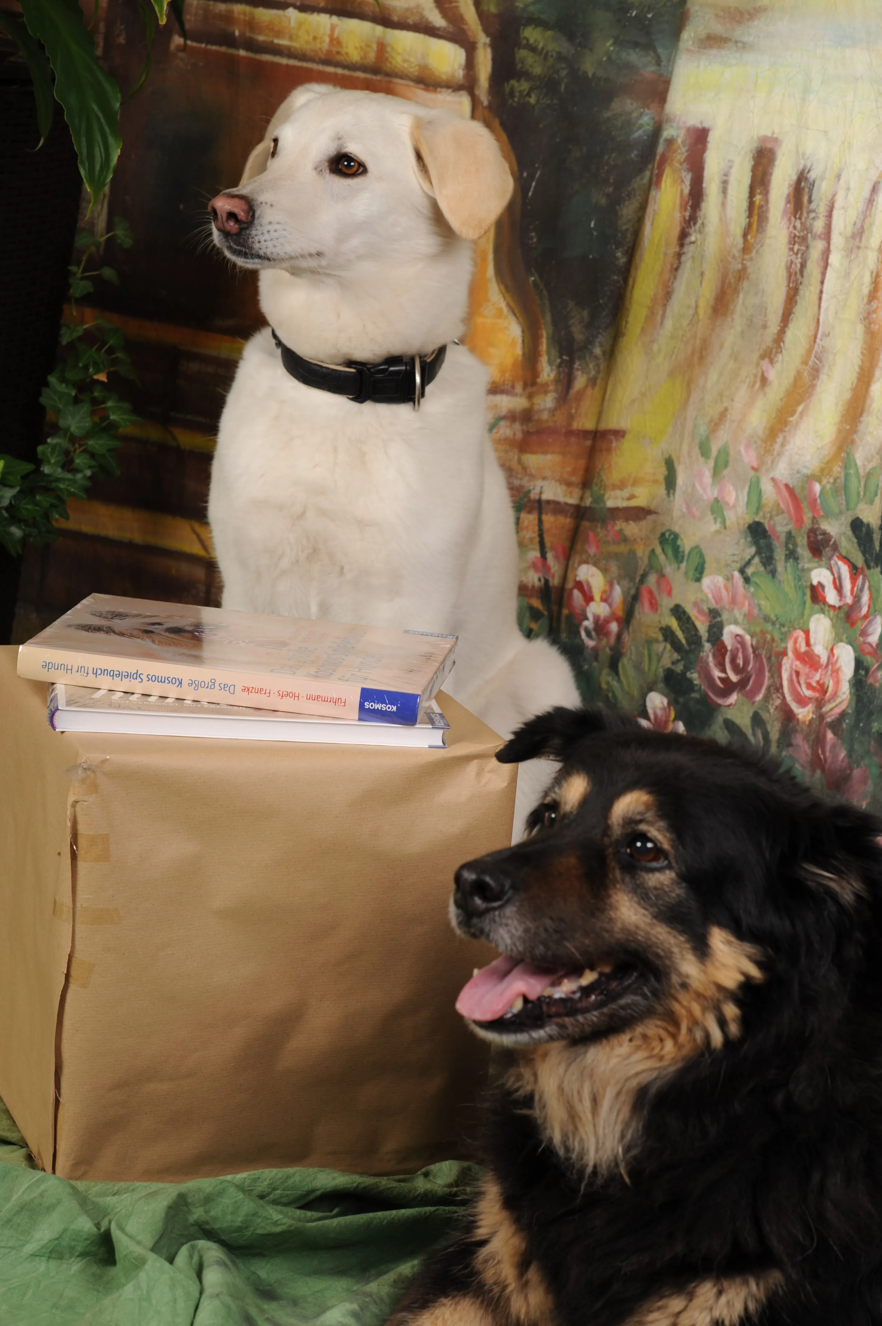 Tiere-Fotoshooting von Foto Arian