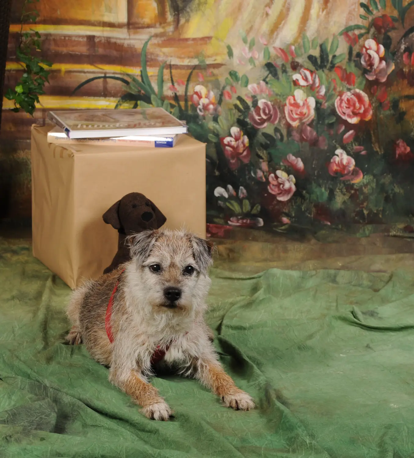 Tiere-Fotoshooting von Foto Arian