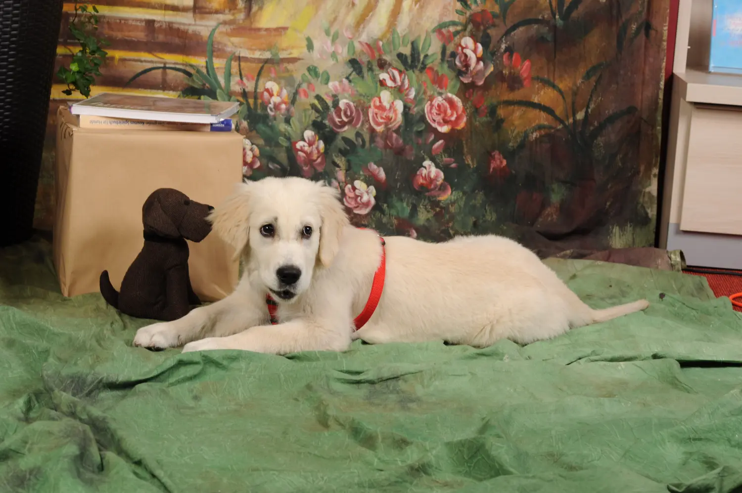 Tiere-Fotoshooting von Foto Arian