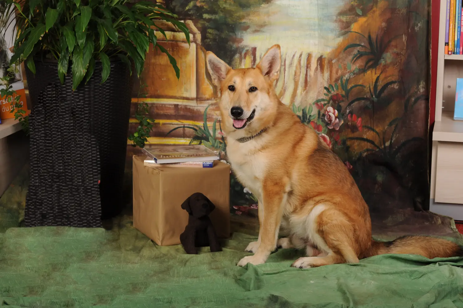 Tiere-Fotoshooting von Foto Arian