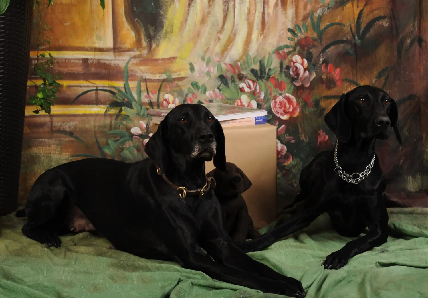 Tiere-Fotoshooting von Foto Arian