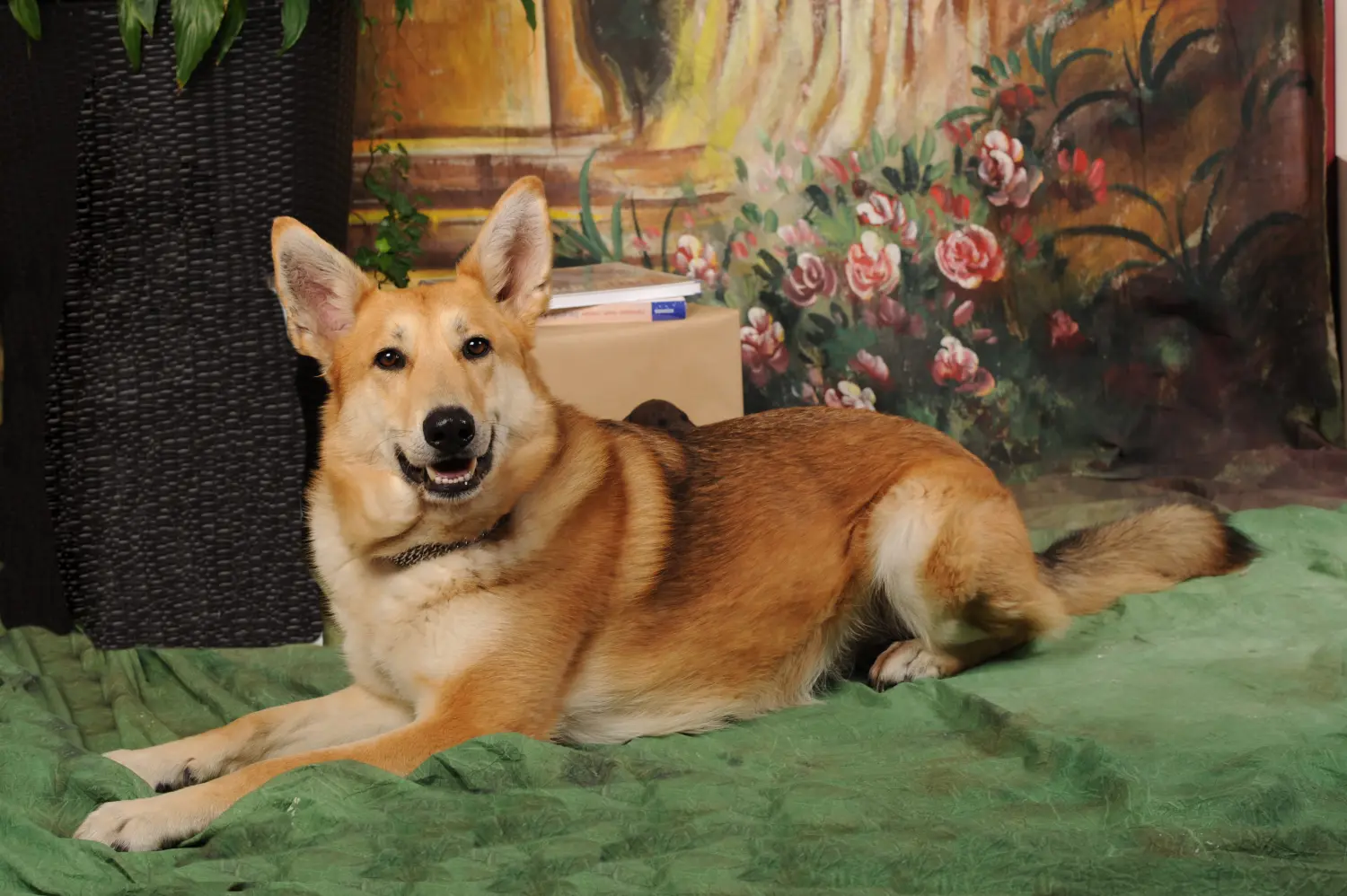 Tiere-Fotoshooting von Foto Arian